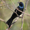 Common Grackle